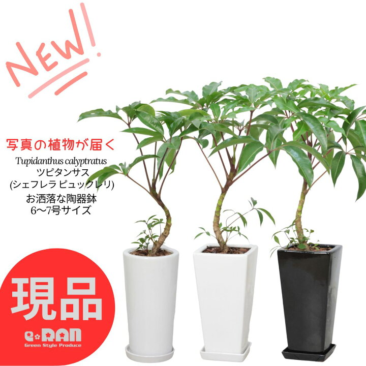 楽天市場】【選べる現品発送】ツピタンサス (シェフレラ ピュックレリ 