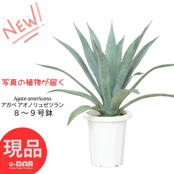 楽天市場】アガベ アメリカーナ アオノリュウゼツラン 8号 9号鉢 高さ 