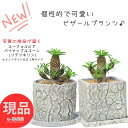 【選べる現品発送】 多肉植物 パイナップルコーン 子株付き 5号サイズ クラックセメントポット 高さ約20〜25cm ソテツキリン 蘇鉄麒麟 ユーフォルビア ブプレウリフォリア サボテンの様 個性的 テーブルグリーン 小鉢 ビザールプランツ パイナップル 観葉植物