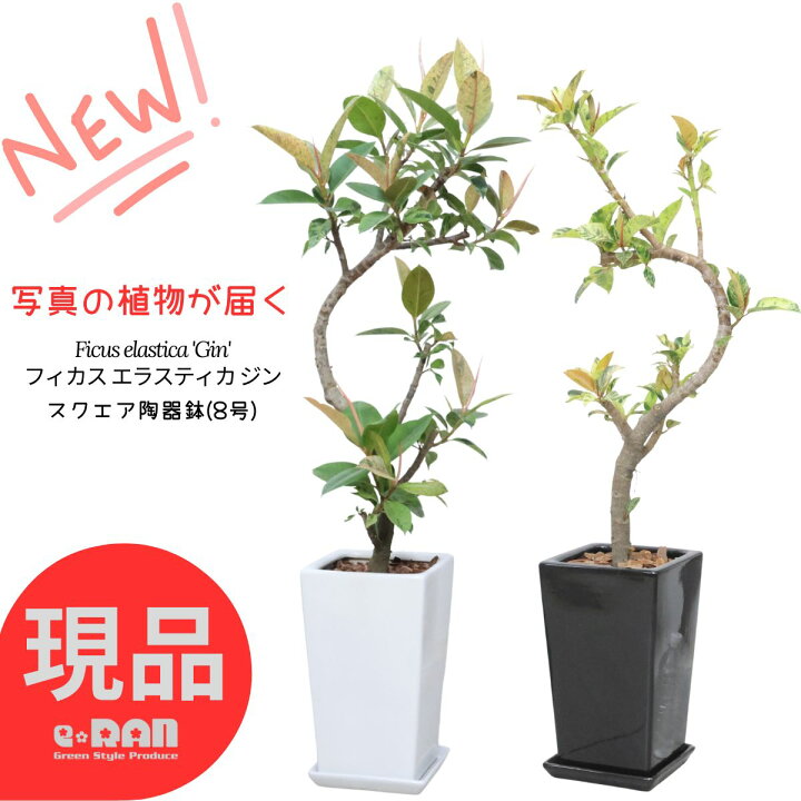 楽天市場】＼ポイント2倍／【選べる現品発送】観葉植物 斑入り 