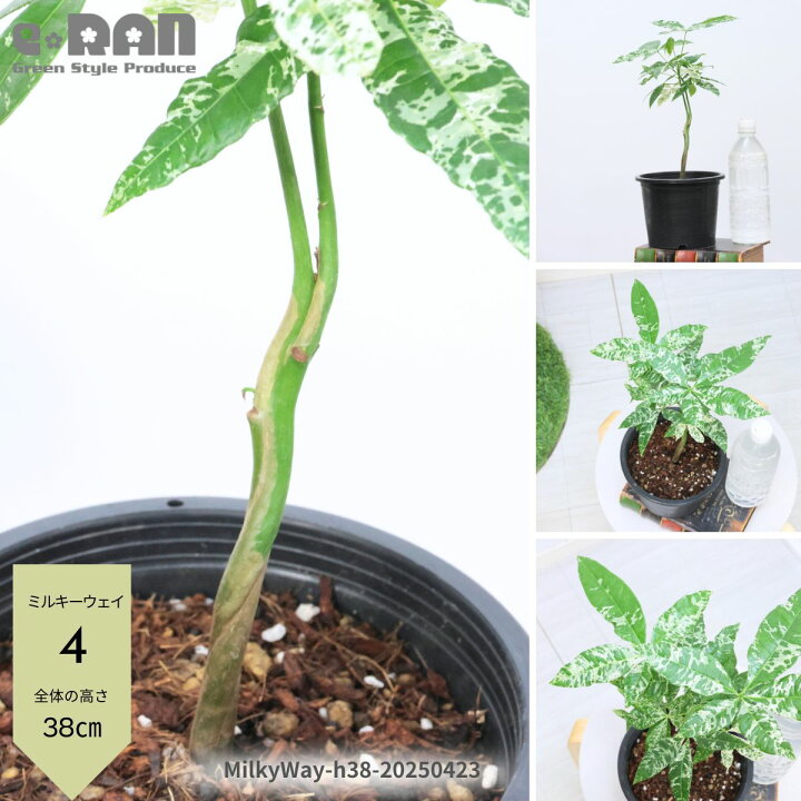 楽天市場】＼ポイント5倍／【選べる現品発送】観葉植物 国内実生株 