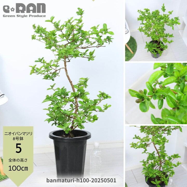 楽天市場】【選べる現品発送】アロマ 植物 ニオイバンマツリ 7〜9号鉢 