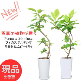 【選べる現品発送】フィカス アルテシマ 高さ90〜125cm 陶器鉢 7〜8号 曲がり樹形 観葉植物 リビング 受皿付 肥料小袋プレゼント Ficus altissima バリエガタビッグサイズ ゴムの木 アルテシーマ 黄色 斑入り ライムグリーン 永遠の幸福 ゴム婚式