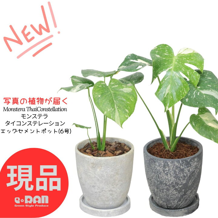楽天市場】【選べる現品発送】 観葉植物 斑入り モンステラ 