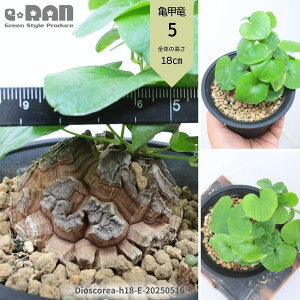 _|Cg2{^yIׂ錻iz ̓Mtg 򍪐A Tb(イ) 4 15`25cm  A Dioscorea elephantipes ifBIXRAEGt@eByXjT̍b rU