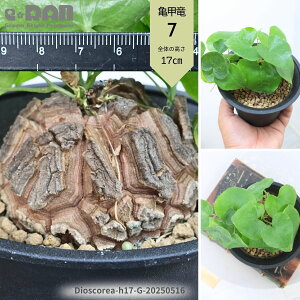 _|Cg2{^yIׂ錻iz ̓Mtg 򍪐A Tb(イ) 4 15`25cm  A Dioscorea elephantipes ifBIXRAEGt@eByXjT̍b rU