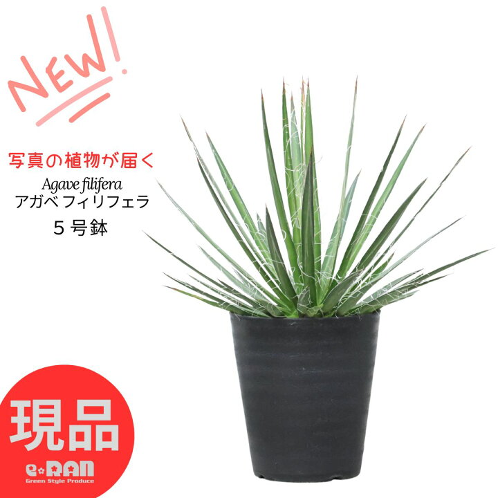 楽天市場】アガベ フィリフェラ 乱れ雪 多肉植物 5号鉢 高さ約30〜45cm 