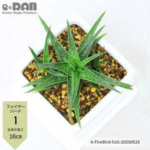 _|Cg2{^yIׂ錻izA ^ AG 3TCY 픫 14`25cm iyt@C[o[hzyuU[hzyzCg[Uzy_bvO[zytPzq