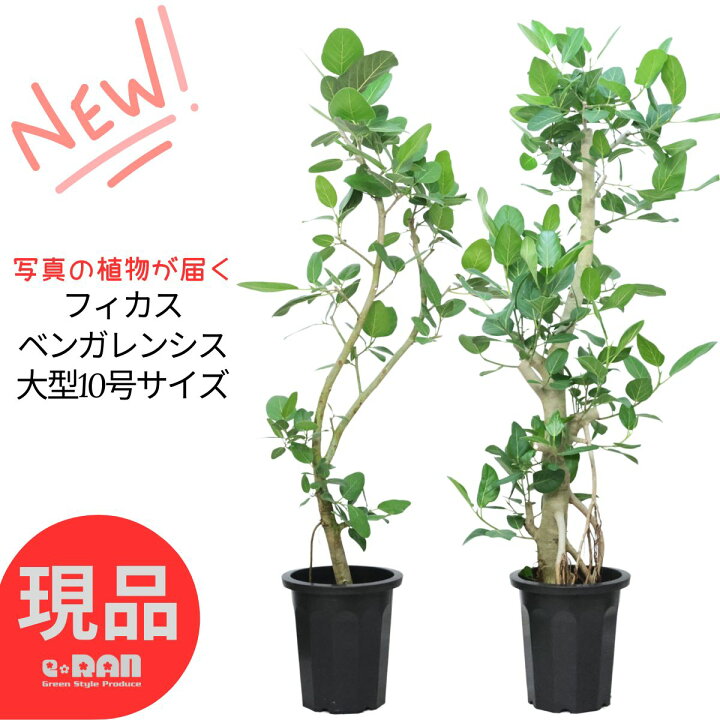 楽天市場】フィカス ベンガレンシス 観葉植物 大型 10号鉢 高さ約160 