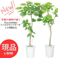 ウンベラータ 10号鉢 【選べる現品発送】観葉植物 大型 高さ160〜175cm 曲がり樹形 自然樹形 スタンダー…