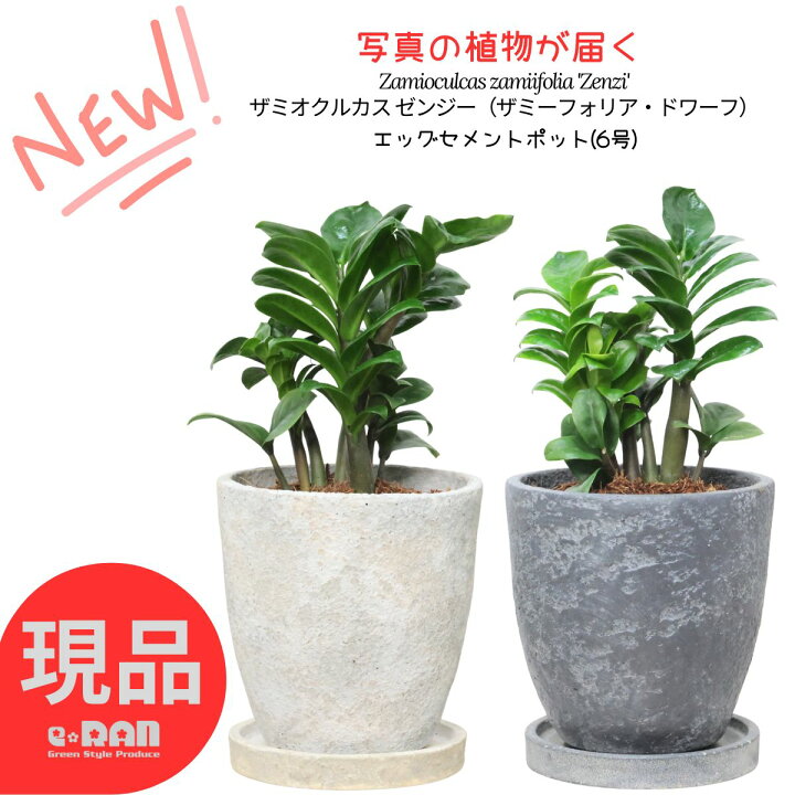 楽天市場】ザミオクルカス ゼンジー 金銭樹 観葉植物 6号鉢 高さ約30 