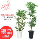 【選べる現品発送】観葉植物 ガジュマル 7号鉢 高さ約70〜118cm 多幹樹形 原木樹形 朴樹形 自然樹形 管理説明書付き 受皿付き がじゅまる 縁起の良い ガジュマルの木 育てやすい植物 風水 多幸の木 榕樹 キジムナー 我樹丸 細葉榕 金運アップ Ficus microcarpa
