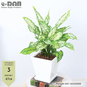 yIׂ錻izϗtA AOIl} 40`50cm 픫  4`5TCY iIׂyybikEI[VXsbhE`Cibhz MѐA 󏭎 t͗l A Aglaonema