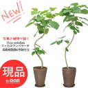 ＼ポイント5倍／【選べる現品発送】 観葉植物 大型 ウンベラータ 高級樹脂製 高さ130〜160cm 8号鉢サイズ ゴムの木 曲がり樹形 自然樹形 フィカス おしゃれ 結婚祝い 夫婦愛 記念日 ゴム婚式 人気 お祝い 新築祝い 贈り物 鉢植え 育て易い ハート形 永久の幸せ 厳選