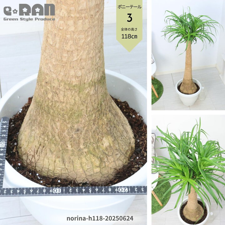 楽天市場】【選べる現品発送】観葉植物 大型 ポニーテール 10号鉢 高さ 