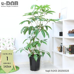 観葉植物 10号鉢の人気商品・通販・価格比較 - 価格.com
