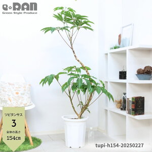 観葉植物 シェフレラ 高さの人気商品・通販・価格比較 - 価格.com