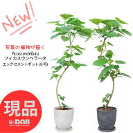 【選べる現品発送】フィカス ウンベラータ 8号サイズ エッグセメントポット高さ130〜150cm 曲がり樹形 S…