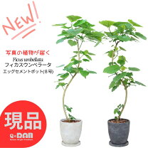 楽天市場】ゴムの木（高さ（植物）131cm ～）（観葉植物｜花・観葉植物 