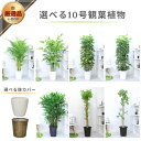 選べる観葉植物 大型10号鉢 アレカヤシ 高性チャメ カンノンチク ガジュマル カポック(葉 グリーン・イエロー) ベンガレンシス(原木樹形) 選べる鉢カバー付き 受皿付き 管理説明書 肥料プレゼント 個人宅へのお届け可能 オシャレ 植物 開店祝い【数量限定販売】