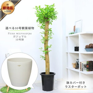 IׂϗtA ^10 AJV ` Jm`N KW} J|bN(t O[ECG[) xKVX(؎`) Iׂ锫Jo[t Mt Ǘ 엿v