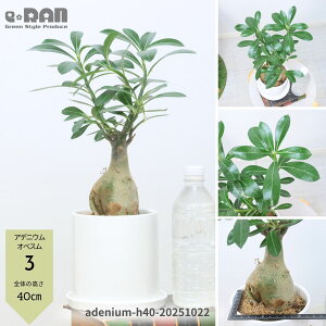 yIׂ錻iz򍪐A AfjE IxX (IxbT) 20`35cm 4`5TCY 픫 Ǘ Mt 엿܃v[g ͓̑I ̃o AfjE Afj