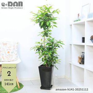 yIׂ錻izϗtA ^ A}]I[u(TLtg ) 픫  8`9 130`150cm ƃCgO[̗t_炩 V{c[  CeAO