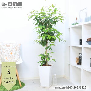 yIׂ錻izϗtA ^ A}]I[u(TLtg ) 픫  8`9 130`150cm ƃCgO[̗t_炩 V{c[  CeAO