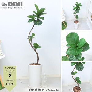 yIׂ錻izϗtA JVoS or[m 100`140cm 픫   7`8TCY Ȃ` tBJX [^ JVoor[m Ficus lyrata 'bambino' oCI̖ fiele lea