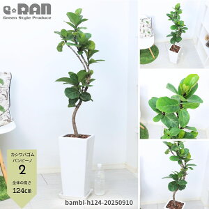 yIׂ錻izϗtA JVoS or[m 100`140cm 픫   7`8TCY Ȃ` tBJX [^ JVoor[m Ficus lyrata 'bambino' oCI̖ fiele lea