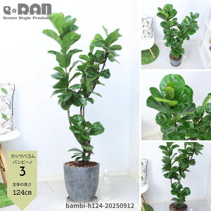yIׂ錻izϗtA JVoS or[m 7`8TCY 100`140cm GbOZg|bg Ȃ` tBJX [^ JVo oCI̖ ̗t Ă z̖ 