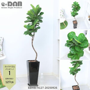 yIׂ錻izϗtA JVoS or[m 100`140cm 픫   7`8TCY Ȃ` tBJX [^ JVoor[m Ficus lyrata 'bambino' oCI̖ fiele lea