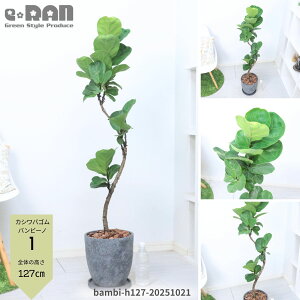 yIׂ錻izϗtA JVoS or[m 7`8TCY 100`140cm GbOZg|bg Ȃ` tBJX [^ JVo oCI̖ ̗t Ă z̖ 