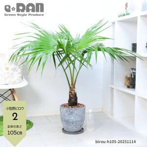 yIׂ錻iz ϗtA  IKTrE(}rE) 8TCY 100~125cm Zg|bg V̖ P FP } } V gQ }ŗL 썑 Livist