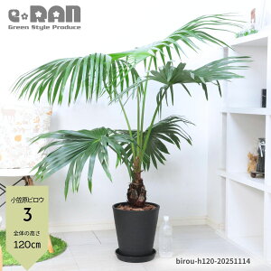 yIׂ錻iz ϗtA  IKTrE(}rE) 8 120~145cm ZA[g   V̖ P FP } } V gQ }ŗL 썑 Livisto