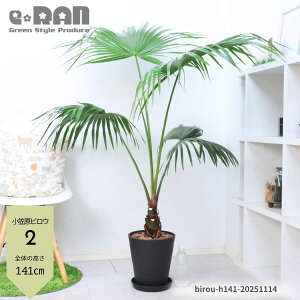 yIׂ錻iz ϗtA  IKTrE(}rE) 8 120~145cm ZA[g   V̖ P FP } } V gQ }ŗL 썑 Livisto