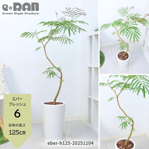 yIׂ錻izGo[tbV 픫  p ۔ Mt 120`170cm 7`9 R` Ȃ` ^ ^ lmL̒ AJTlmL ̖ vwa Ɠa t