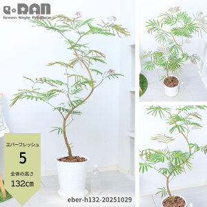 yIׂ錻izGo[tbV 8 120`160cm ZA[g  Mt ϗtA ^ 傫 Ȃ` R` lC rO  j Vzj JXj AJTlm