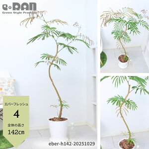 yIׂ錻izGo[tbV 8 120`160cm ZA[g  Mt ϗtA ^ 傫 Ȃ` R` lC rO  j Vzj JXj AJTlm