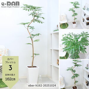 yIׂ錻izGo[tbV 픫  p ۔ Mt 120`170cm 7`9 R` Ȃ` ^ ^ lmL̒ AJTlmL ̖ vwa Ɠa t