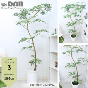 _|Cg2{^yIׂ錻izGo[tbV 10 ł 傫  Ȃ` R` lC ϗtA rO  j Vzj JXj AJTlmL 