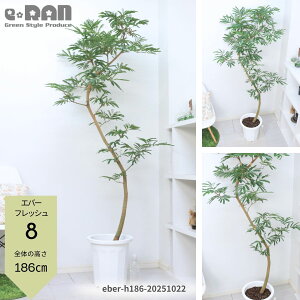 _|Cg2{^yIׂ錻izGo[tbV 10 ł 傫  Ȃ` R` lC ϗtA rO  j Vzj JXj AJTlmL 