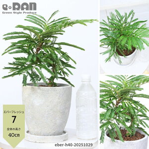 yIׂ錻izϗtA Go[tbV Ȃ` 35`50cm GbOZg|bg 6TCY ȊϗtA  AJTlmL ̖ vwa Ɠa t