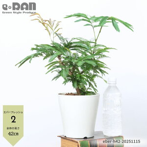 _|Cg5{^yIׂ錻izϗtA Go[tbV 5 Ȃ` 35`50cm ȊϗtA  AJTlmL ̖ vwa Ɠa t Cojoba arbo