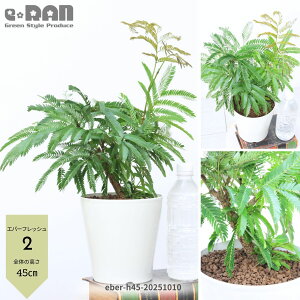 yIׂ錻izϗtA Go[tbV 5 Ȃ` 35`50cm ȊϗtA  AJTlmL ̖ vwa Ɠa t Cojoba arborea var. angustifolia 