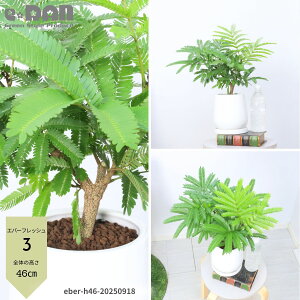 yIׂ錻izϗtA Go[tbV Ȃ` 35`55cm GbOzCg픫 5TCY ȊϗtA  AJTlmL ̖ vwa Ɠa t