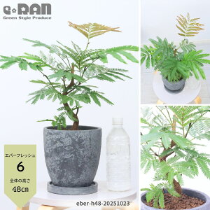 yIׂ錻izϗtA Go[tbV Ȃ` 35`50cm GbOZg|bg 6TCY ȊϗtA  AJTlmL ̖ vwa Ɠa t