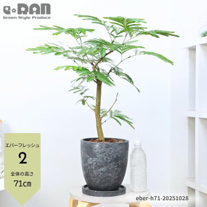 yIׂ錻izGo[tbV 65`90cm GbOZg|bg 7TCY ȊϗtA  R` Ȃ` AJTlmL ̖ vwa Ɠa t