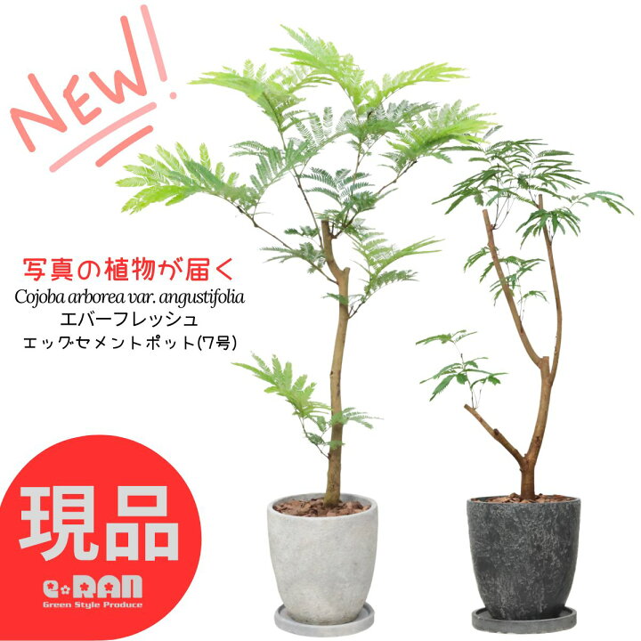 楽天市場】エバーフレッシュ 観葉植物 7号鉢 高さ約65〜125cm 開店祝い 