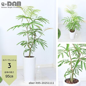 yIׂ錻iz ϗtA  Go[tbV 80`130cm 픫 6`7TCY  p` R` Ȃ` A lmL̒ AJTlmL ̖ vwa 